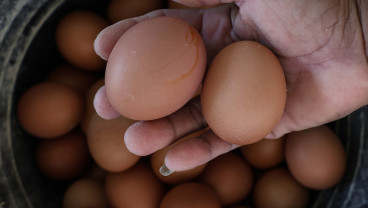 Kenaikan Biaya Pakan Ayam Petelur