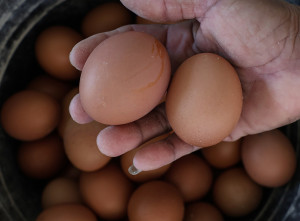Kenaikan Biaya Pakan Ayam Petelur