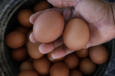 Kenaikan Biaya Pakan Ayam Petelur