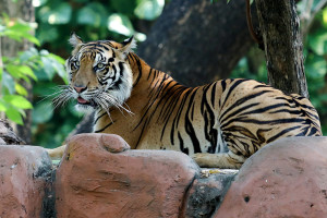 Harimau Sumatera Jadi Koleksi Baru di Kebun Bincatang Surabaya