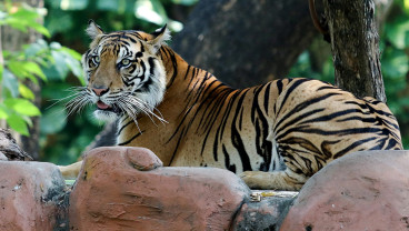 Harimau Sumatera Jadi Koleksi Baru di Kebun Bincatang Surabaya