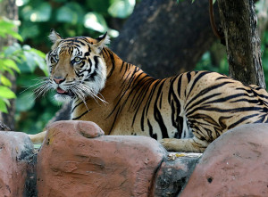 Harimau Sumatera Jadi Koleksi Baru di Kebun Bincatang Surabaya