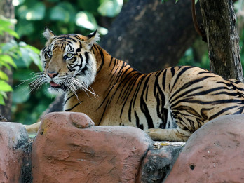 Harimau Sumatera Jadi Koleksi Baru di Kebun Bincatang Surabaya