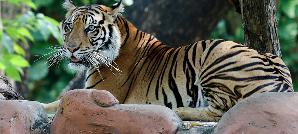 Harimau Sumatera Jadi Koleksi Baru di Kebun Bincatang Surabaya