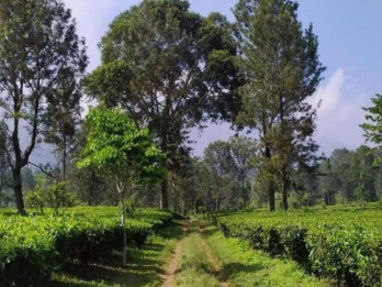 PTPN Jamin Pemanfaatan Lahan Gunung Mas Puncak Bogor Sesuai Aturan