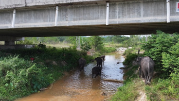 Inovasi Terowongan di Tol Permai Dukung Konservasi Gajah Sumatra