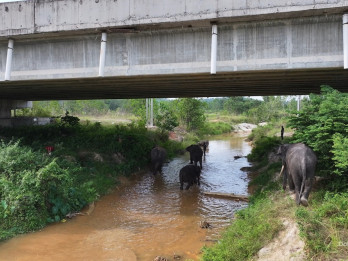 Inovasi Terowongan di Tol Permai Dukung Konservasi Gajah Sumatra