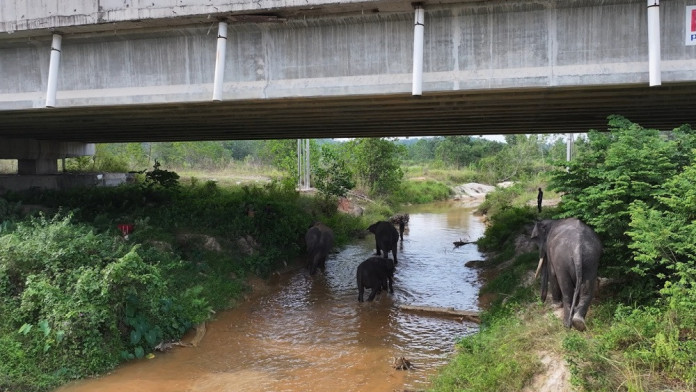 Inovasi Terowongan di Tol Permai Dukung Konservasi Gajah Sumatra