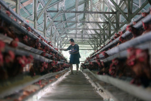 Harga Telur di Indonesia Melampaui HAP