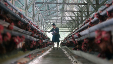 Harga Telur di Indonesia Melampaui HAP