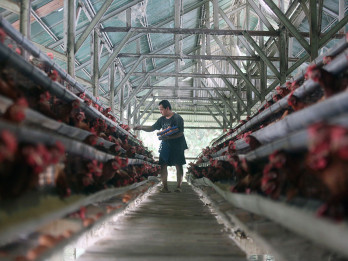 Harga Telur di Indonesia Melampaui HAP
