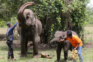 Peringatan Hari Gajah Sedunia