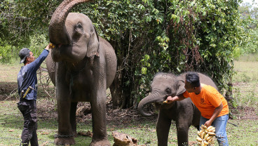 Peringatan Hari Gajah Sedunia