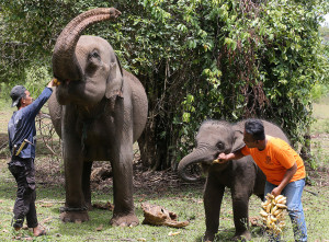 Peringatan Hari Gajah Sedunia