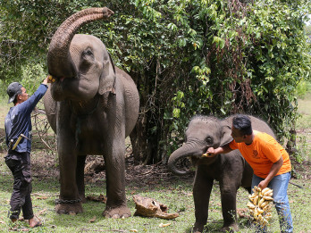 Peringatan Hari Gajah Sedunia