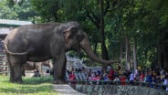 Pendapatan Bandung Zoo Rp3 Miliar per Bulan, Perawatan Satwa Harusnya Terjamin