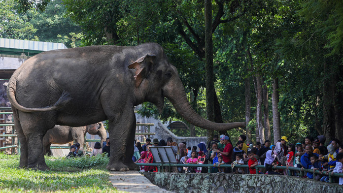 Pendapatan Bandung Zoo Rp3 Miliar per Bulan, Perawatan Satwa Harusnya Terjamin