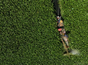 Pembersihan Eceng Gondok di Waduk Tunggu Pampang