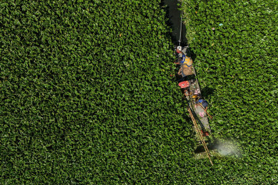 Pembersihan Eceng Gondok di Waduk Tunggu Pampang