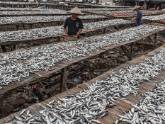 Produksi Ikan Nasional Meningkat
