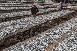 Produksi Ikan Nasional Meningkat