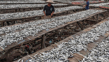 Produksi Ikan Nasional Meningkat