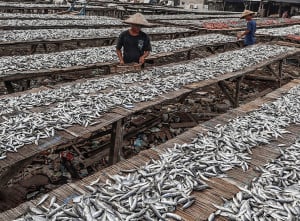 Produksi Ikan Nasional Meningkat