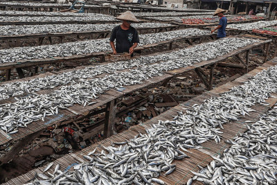 Produksi Ikan Nasional Meningkat
