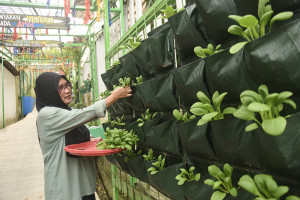 Ruang Hijau Ketahanan Pangan Untuk Keluarga
