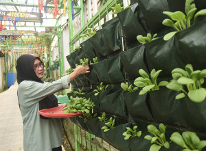 Ruang Hijau Ketahanan Pangan Untuk Keluarga
