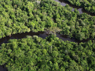 Hutan Amazon Terancam jadi Savana Kering dalam 1 Abad