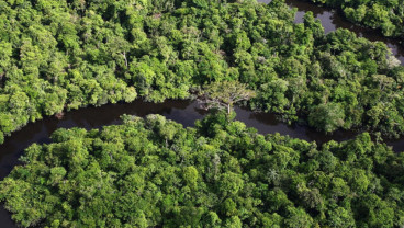 Hutan Amazon Terancam jadi Savana Kering dalam 1 Abad
