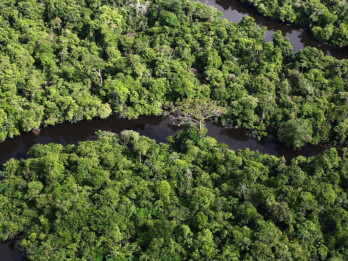 Hutan Amazon Terancam jadi Savana Kering dalam 1 Abad