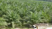 Naik Tipis, Harga TBS Sawit Sumut Hari Ini (13/8) Rp3.596,68 per Kilogram
