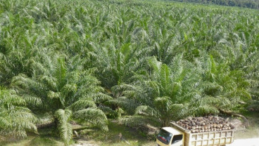 Naik Tipis, Harga TBS Sawit Sumut Hari Ini (13/8) Rp3.596,68 per Kilogram