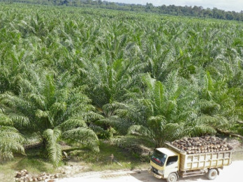 Naik Tipis, Harga TBS Sawit Sumut Hari Ini (13/8) Rp3.596,68 per Kilogram