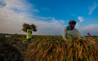 The Complex Realities of State-Owned Food Enterprises