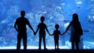 Rayakan HUT ke-80 RI, Jakarta Aquarium Safari Kibarkan Bendera Merah Putih Dalam Air