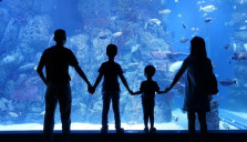 Rayakan HUT ke-80 RI, Jakarta Aquarium Safari Kibarkan Bendera Merah Putih Dalam Air