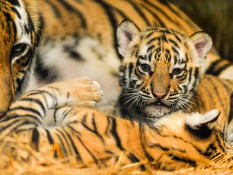 Kelahiran Anak Harimau Benggala di Kebun Binatang Bandung