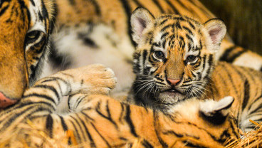 Kelahiran Anak Harimau Benggala di Kebun Binatang Bandung