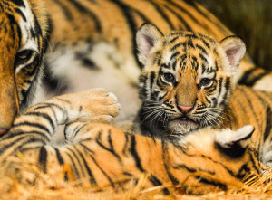 Kelahiran Anak Harimau Benggala di Kebun Binatang Bandung