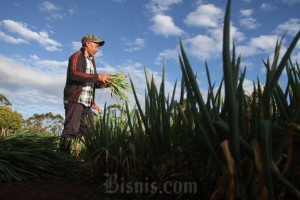 Nilai Tukar Petani Sulsel Menurun