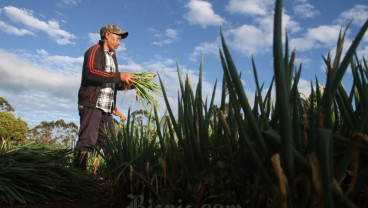 Nilai Tukar Petani Sulsel Menurun
