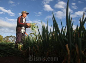 Nilai Tukar Petani Sulsel Menurun
