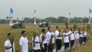 Kejagung-Mentan Panen 32 Ton Gabah dari Lahan Sitaan Benny Tjokro