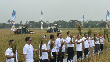Kejagung-Mentan Panen 32 Ton Gabah dari Lahan Sitaan Benny Tjokro