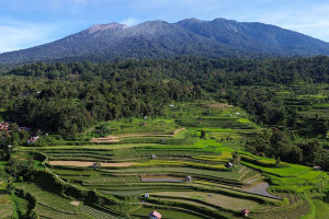 Proyeksi Beras Nasional Surplus September 2025