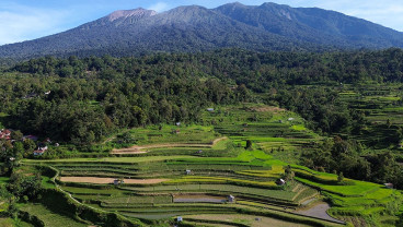 Proyeksi Beras Nasional Surplus September 2025