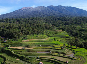 Proyeksi Beras Nasional Surplus September 2025